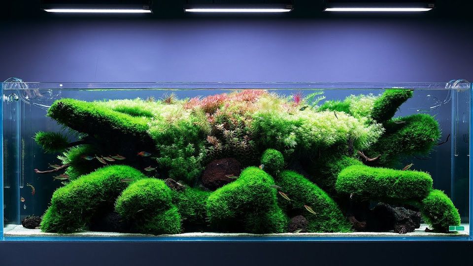 Planted Aquarium 101